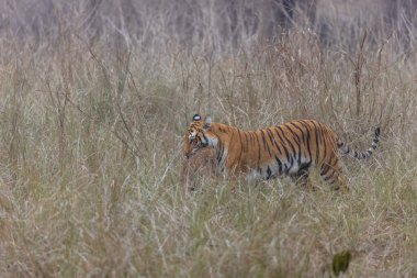 Jim Corbett Ormanı 'nda dişi kaplan (Panthera tigris)