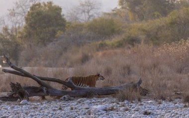 Jim Corbett Ormanı 'nda dişi kaplan (Panthera tigris)