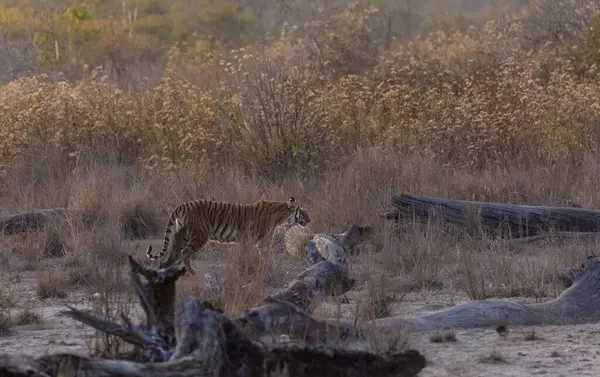 Jim Corbett Ormanı 'nda dişi kaplan (Panthera tigris)