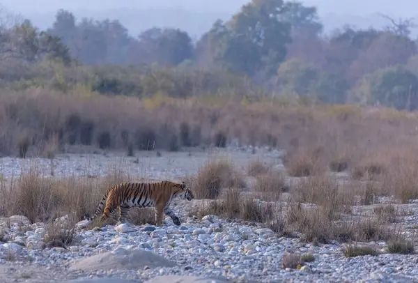 Jim Corbett Ormanı 'nda dişi kaplan (Panthera tigris)