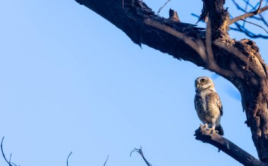 Ağaç dalında bir kuş