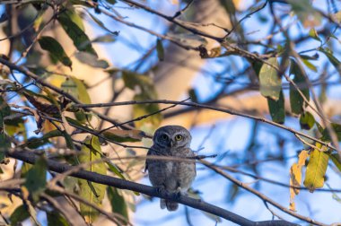 Büyük gri baykuş, strix nebulosa, İsveç