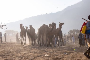 Puşkar, Rajasthan, Hindistan - 10 Kasım 2024: Geleneksel beyaz giysili rajasthani erkek portresi çöl panayırında renkli türbanlı deve fuarı sırasında develeri takas etmek için.