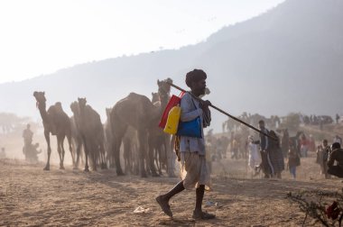 Puşkar, Rajasthan, Hindistan - 10 Kasım 2024: Geleneksel beyaz giysili rajasthani erkek portresi çöl panayırında renkli türbanlı deve fuarı sırasında develeri takas etmek için.