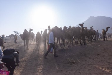 Puşkar, Rajasthan, Hindistan - 10 Kasım 2024: Geleneksel beyaz giysili rajasthani erkek portresi çöl panayırında renkli türbanlı deve fuarı sırasında develeri takas etmek için.