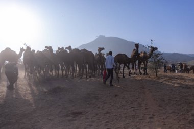 Puşkar, Rajasthan, Hindistan - 10 Kasım 2024: Geleneksel beyaz giysili rajasthani erkek portresi çöl panayırında renkli türbanlı deve fuarı sırasında develeri takas etmek için.