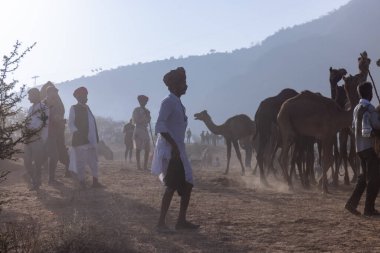 Puşkar, Rajasthan, Hindistan - 10 Kasım 2024: Geleneksel beyaz giysili rajasthani erkek portresi çöl panayırında renkli türbanlı deve fuarı sırasında develeri takas etmek için.