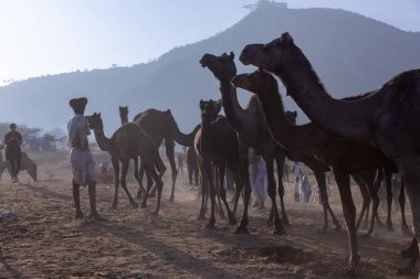 Puşkar, Rajasthan, Hindistan - 10 Kasım 2024: Geleneksel beyaz giysili rajasthani erkek portresi çöl panayırında renkli türbanlı deve fuarı sırasında develeri takas etmek için.