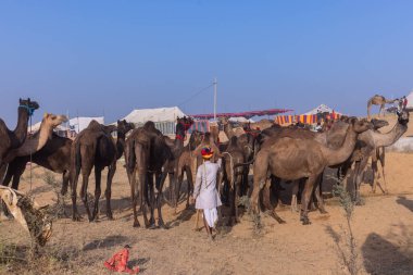 Puşkar, Rajasthan, Hindistan - 10 Kasım 2024: Geleneksel beyaz giysili rajasthani erkek portresi çöl panayırında renkli türbanlı deve fuarı sırasında develeri takas etmek için.