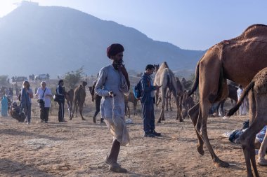 Puşkar, Rajasthan, Hindistan - 10 Kasım 2024: Geleneksel beyaz giysili rajasthani erkek portresi çöl panayırında renkli türbanlı deve fuarı sırasında develeri takas etmek için.