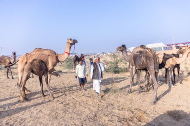 Puşkar, Rajasthan, Hindistan - 10 Kasım 2024: Geleneksel beyaz giysili rajasthani erkek portresi çöl panayırında renkli türbanlı deve fuarı sırasında develeri takas etmek için.