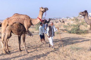 Puşkar, Rajasthan, Hindistan - 10 Kasım 2024: Geleneksel beyaz giysili rajasthani erkek portresi çöl panayırında renkli türbanlı deve fuarı sırasında develeri takas etmek için.