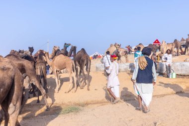 Puşkar, Rajasthan, Hindistan - 10 Kasım 2024: Geleneksel beyaz giysili rajasthani erkek portresi çöl panayırında renkli türbanlı deve fuarı sırasında develeri takas etmek için.