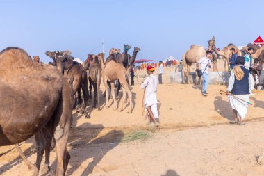 Puşkar, Rajasthan, Hindistan - 10 Kasım 2024: Geleneksel beyaz giysili rajasthani erkek portresi çöl panayırında renkli türbanlı deve fuarı sırasında develeri takas etmek için.