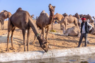Puşkar, Rajasthan, Hindistan - 10 Kasım 2024: Geleneksel beyaz giysili rajasthani erkek portresi çöl panayırında renkli türbanlı deve fuarı sırasında develeri takas etmek için.