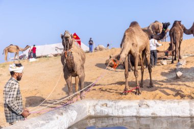 Puşkar, Rajasthan, Hindistan - 10 Kasım 2024: Geleneksel beyaz giysili rajasthani erkek portresi çöl panayırında renkli türbanlı deve fuarı sırasında develeri takas etmek için.