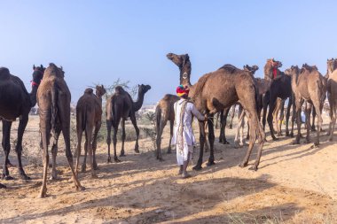 Puşkar, Rajasthan, Hindistan - 10 Kasım 2024: Geleneksel beyaz giysili rajasthani erkek portresi çöl panayırında renkli türbanlı deve fuarı sırasında develeri takas etmek için.