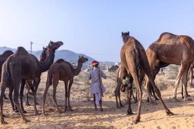 Puşkar, Rajasthan, Hindistan - 10 Kasım 2024: Geleneksel beyaz giysili rajasthani erkek portresi çöl panayırında renkli türbanlı deve fuarı sırasında develeri takas etmek için.