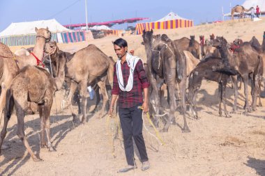 Puşkar, Rajasthan, Hindistan - 10 Kasım 2024: Geleneksel beyaz giysili rajasthani erkek portresi çöl panayırında renkli türbanlı deve fuarı sırasında develeri takas etmek için.