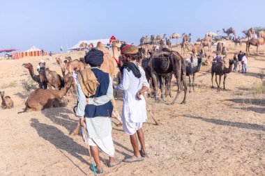 Puşkar, Rajasthan, Hindistan - 10 Kasım 2024: Geleneksel beyaz giysili rajasthani erkek portresi çöl panayırında renkli türbanlı deve fuarı sırasında develeri takas etmek için.