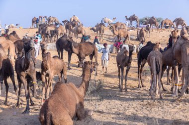 Puşkar, Rajasthan, Hindistan - 10 Kasım 2024: Geleneksel beyaz giysili rajasthani erkek portresi çöl panayırında renkli türbanlı deve fuarı sırasında develeri takas etmek için.