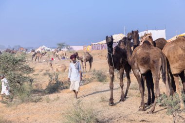 Puşkar, Rajasthan, Hindistan - 10 Kasım 2024: Geleneksel beyaz giysili rajasthani erkek portresi çöl panayırında renkli türbanlı deve fuarı sırasında develeri takas etmek için.