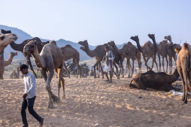 Puşkar, Rajasthan, Hindistan - 10 Kasım 2024: Geleneksel beyaz giysili rajasthani erkek portresi çöl panayırında renkli türbanlı deve fuarı sırasında develeri takas etmek için.