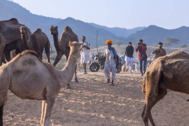 Puşkar, Rajasthan, Hindistan - 10 Kasım 2024: Geleneksel beyaz giysili rajasthani erkek portresi çöl panayırında renkli türbanlı deve fuarı sırasında develeri takas etmek için.