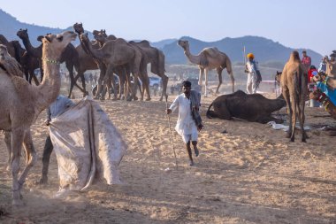 Puşkar, Rajasthan, Hindistan - 10 Kasım 2024: Geleneksel beyaz giysili rajasthani erkek portresi çöl panayırında renkli türbanlı deve fuarı sırasında develeri takas etmek için.