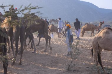 Puşkar, Rajasthan, Hindistan - 10 Kasım 2024: Geleneksel beyaz giysili rajasthani erkek portresi çöl panayırında renkli türbanlı deve fuarı sırasında develeri takas etmek için.