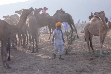 Puşkar, Rajasthan, Hindistan - 10 Kasım 2024: Geleneksel beyaz giysili rajasthani erkek portresi çöl panayırında renkli türbanlı deve fuarı sırasında develeri takas etmek için.
