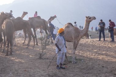 Puşkar, Rajasthan, Hindistan - 10 Kasım 2024: Geleneksel beyaz giysili rajasthani erkek portresi çöl panayırında renkli türbanlı deve fuarı sırasında develeri takas etmek için.