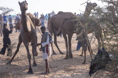 Puşkar, Rajasthan, Hindistan - 10 Kasım 2024: Geleneksel beyaz giysili rajasthani erkek portresi çöl panayırında renkli türbanlı deve fuarı sırasında develeri takas etmek için.