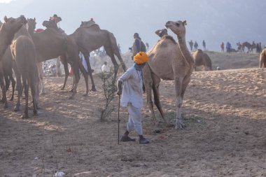 Puşkar, Rajasthan, Hindistan - 10 Kasım 2024: Geleneksel beyaz giysili rajasthani erkek portresi çöl panayırında renkli türbanlı deve fuarı sırasında develeri takas etmek için.