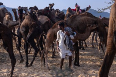 Puşkar, Rajasthan, Hindistan - 10 Kasım 2024: Geleneksel beyaz giysili rajasthani erkek portresi çöl panayırında renkli türbanlı deve fuarı sırasında develeri takas etmek için.