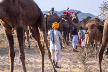 Puşkar, Rajasthan, Hindistan - 10 Kasım 2024: Geleneksel beyaz giysili rajasthani erkek portresi çöl panayırında renkli türbanlı deve fuarı sırasında develeri takas etmek için.