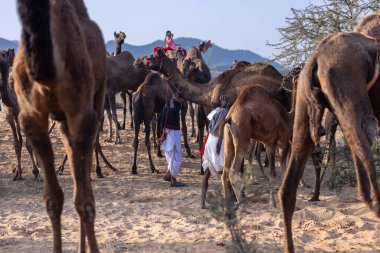 Puşkar, Rajasthan, Hindistan - 10 Kasım 2024: Geleneksel beyaz giysili rajasthani erkek portresi çöl panayırında renkli türbanlı deve fuarı sırasında develeri takas etmek için.