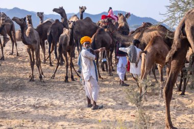 Puşkar, Rajasthan, Hindistan - 10 Kasım 2024: Geleneksel beyaz giysili rajasthani erkek portresi çöl panayırında renkli türbanlı deve fuarı sırasında develeri takas etmek için.