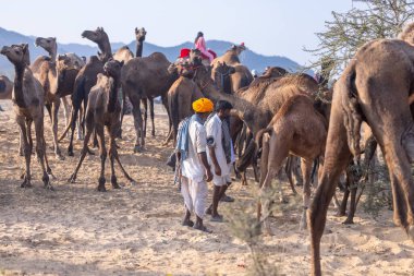 Puşkar, Rajasthan, Hindistan - 10 Kasım 2024: Geleneksel beyaz giysili rajasthani erkek portresi çöl panayırında renkli türbanlı deve fuarı sırasında develeri takas etmek için.