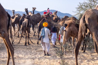 Puşkar, Rajasthan, Hindistan - 10 Kasım 2024: Geleneksel beyaz giysili rajasthani erkek portresi çöl panayırında renkli türbanlı deve fuarı sırasında develeri takas etmek için.