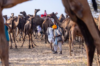 Puşkar, Rajasthan, Hindistan - 10 Kasım 2024: Geleneksel beyaz giysili rajasthani erkek portresi çöl panayırında renkli türbanlı deve fuarı sırasında develeri takas etmek için.