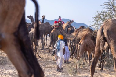 Puşkar, Rajasthan, Hindistan - 10 Kasım 2024: Geleneksel beyaz giysili rajasthani erkek portresi çöl panayırında renkli türbanlı deve fuarı sırasında develeri takas etmek için.