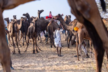 Puşkar, Rajasthan, Hindistan - 10 Kasım 2024: Geleneksel beyaz giysili rajasthani erkek portresi çöl panayırında renkli türbanlı deve fuarı sırasında develeri takas etmek için.