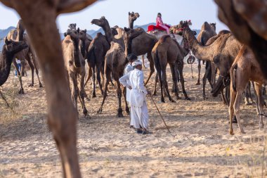 Puşkar, Rajasthan, Hindistan - 10 Kasım 2024: Geleneksel beyaz giysili rajasthani erkek portresi çöl panayırında renkli türbanlı deve fuarı sırasında develeri takas etmek için.