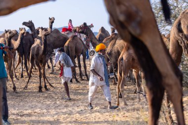 Puşkar, Rajasthan, Hindistan - 10 Kasım 2024: Geleneksel beyaz giysili rajasthani erkek portresi çöl panayırında renkli türbanlı deve fuarı sırasında develeri takas etmek için.