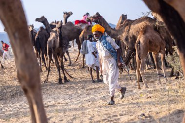 Puşkar, Rajasthan, Hindistan - 10 Kasım 2024: Geleneksel beyaz giysili rajasthani erkek portresi çöl panayırında renkli türbanlı deve fuarı sırasında develeri takas etmek için.