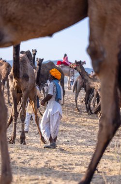 Puşkar, Rajasthan, Hindistan - 10 Kasım 2024: Geleneksel beyaz giysili rajasthani erkek portresi çöl panayırında renkli türbanlı deve fuarı sırasında develeri takas etmek için.