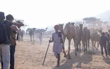 Puşkar, Rajasthan, Hindistan - 10 Kasım 2024: Geleneksel beyaz giysili rajasthani erkek portresi çöl panayırında renkli türbanlı deve fuarı sırasında develeri takas etmek için.