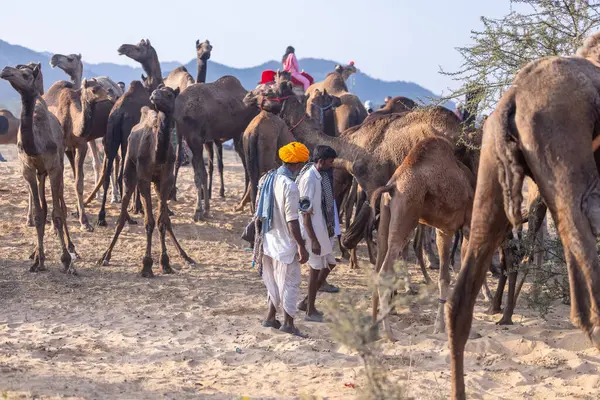 Puşkar, Rajasthan, Hindistan - 10 Kasım 2024: Geleneksel beyaz giysili rajasthani erkek portresi çöl panayırında renkli türbanlı deve fuarı sırasında develeri takas etmek için.