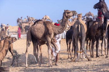 Puşkar, Rajasthan, Hindistan - 10 Kasım 2024: Geleneksel beyaz giysili rajasthani erkek portresi çöl panayırında renkli türbanlı deve fuarı sırasında develeri takas etmek için.